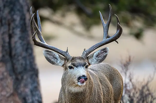 Mule Deer Buck headshot on Estes Park Winter Wildlife Tour